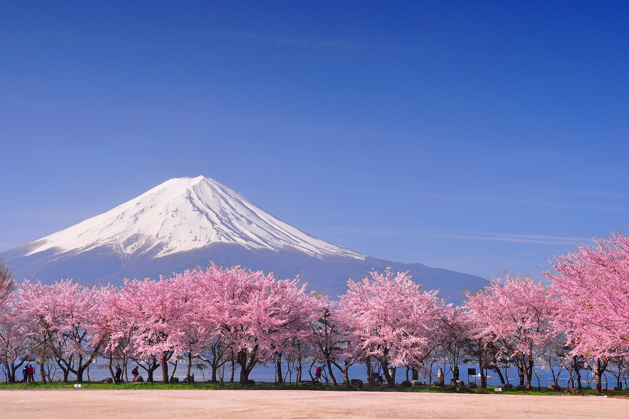 The Japanese Cherry Blossom trees - TOKIO LIFE